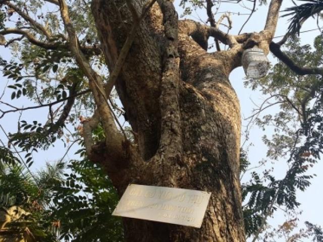 Tin tức trong ngày - Tỉnh Bắc Ninh "tuýt còi" vụ đấu giá "cụ" sưa 200 tuổi