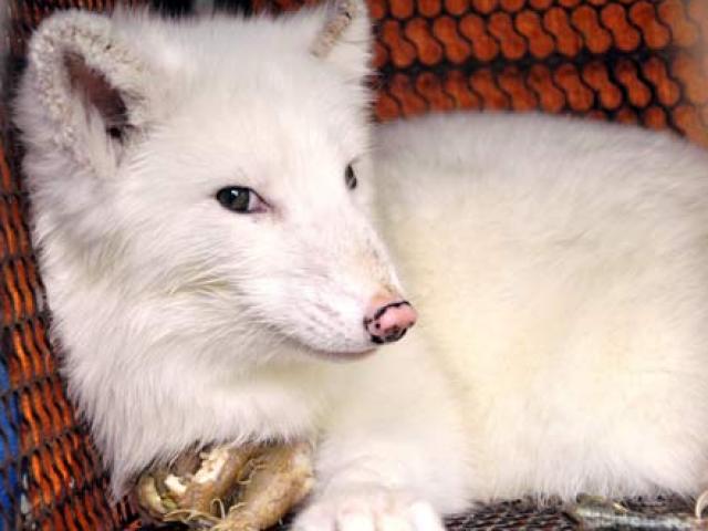 Tin tức trong ngày - Tận thấy cáo Bắc cực trắng muốt, đẹp "ma mị" ở Việt Nam