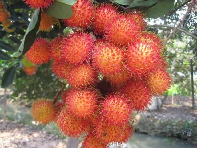 Thị trường - Tiêu dùng - Rau quả Việt Nam xuất khẩu đạt kỷ lục gần 2,2 tỉ USD
