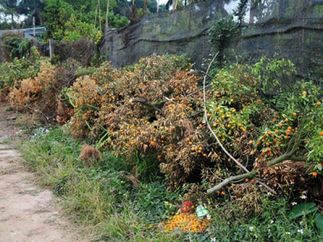 Tin tức trong ngày - "Mùa đông không lạnh" khiến quất ủ rũ, chết khô dịp cận Tết