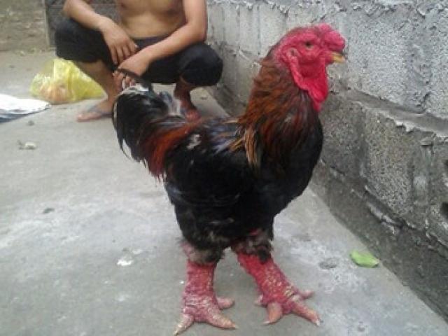 Tin tức trong ngày - Cận cảnh gà Đông Tảo chân "khủng" 10 triệu đồng/con