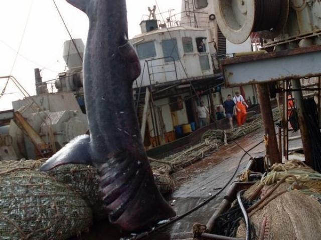 Phi thường - kỳ quặc - Trút mẻ lưới lớn, ngư dân kinh ngạc khi thấy thứ chui ra