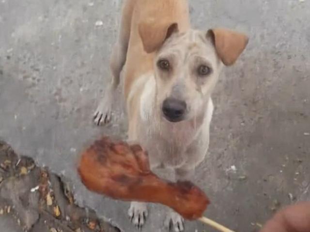 Thế giới - Được cho đùi gà, chó hành động khiến dân mạng phát sốt