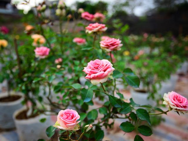 Tin tức trong ngày - Ngắm vườn hồng siêu lạ, siêu hiếm, hút hồn dân chơi dịp Tết