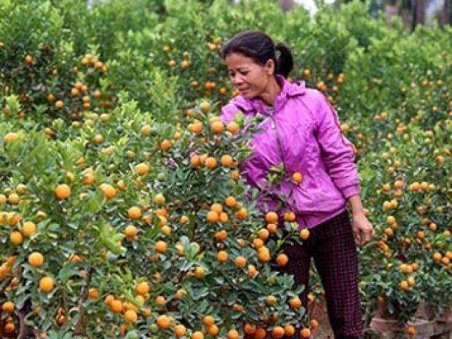 Thị trường - Tiêu dùng - Quất thất bát, đào chờ trời