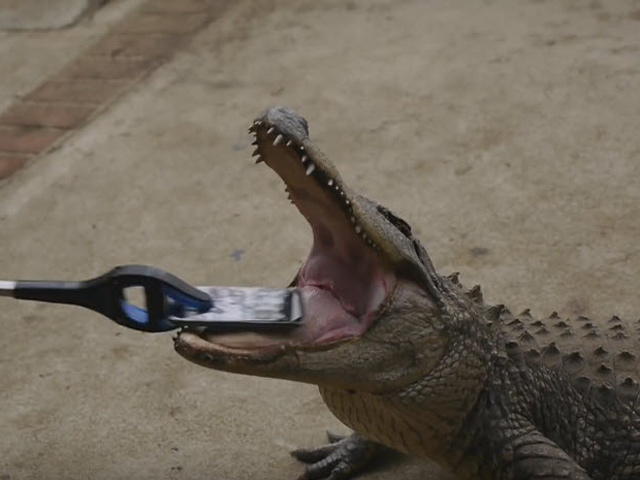 Dế sắp ra lò - "Thót tim" khi cho cá sấu thử độ bền iPhone 7