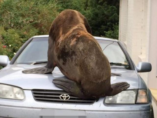 Phi thường - kỳ quặc - Hải cẩu khổng lồ đi 50km vào đất liền đập vỡ kính ô tô