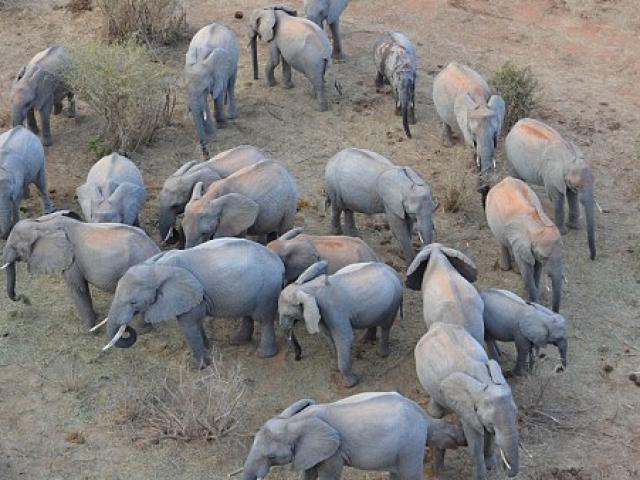 Người đàn ông Kenya ngủ cùng 60 con voi mồ côi