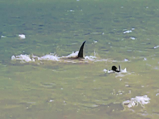 Thế giới - Chó lao xuống biển truy đuổi cá mập khổng lồ