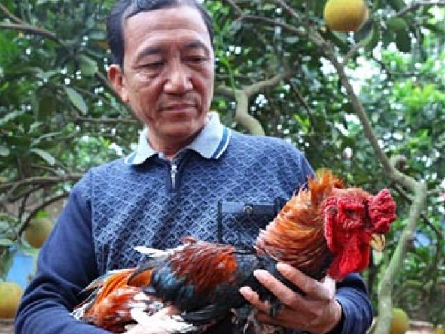 Thị trường - Tiêu dùng - Làm giàu từ mô hình nuôi gà Đông Tảo