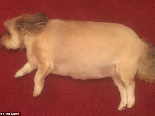 Phi thường - kỳ quặc - Ăn vụng hết gà tây, chó phình to gấp đôi không thể đi lại