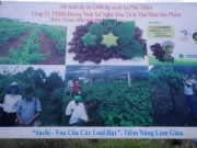 Thị trường - Tiêu dùng - Tan giấc mơ sachi!