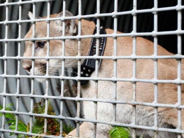 Thế giới - Tay không đấm báo dữ để bảo vệ chó cưng