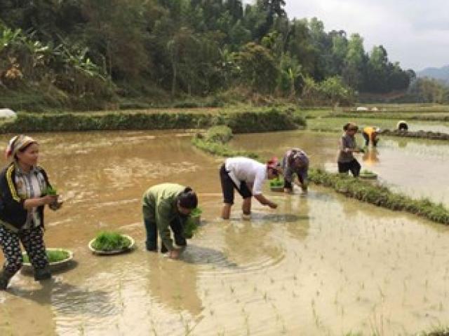 Thị trường - Tiêu dùng - Nông dân lao đao vì áp lực giá phân bón