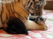 Phi thường - kỳ quặc - Bất ngờ hổ chơi thân với chồn và chó sau khi bị gia đình bỏ rơi