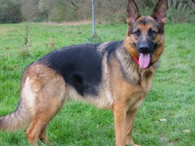 Thế giới - Canada: Chó cảnh sát bắn súng khi đuổi theo nghi phạm