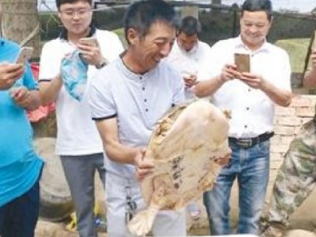 Thế giới - TQ: Thả rùa khổng lồ cực hiếm về sông, nhận “quà” bất ngờ