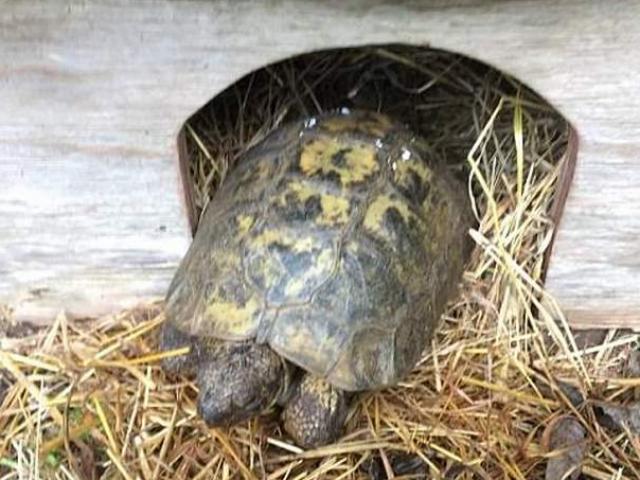 Thế giới - Cụ rùa 70 tuổi băng băng 10km đi tìm bạn tình