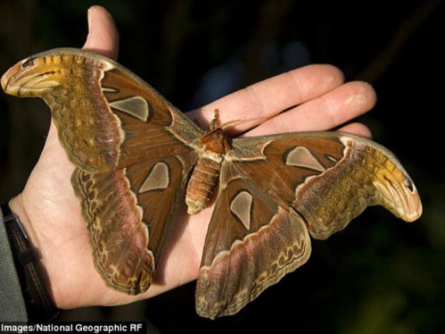 Phi thường - kỳ quặc - Những xứ sở của loài côn trùng khổng lồ