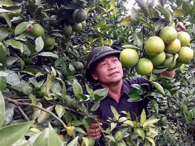 Thị trường - Tiêu dùng - Làm giàu ở nông thôn: Thu ngót 1 tỷ/năm từ 1ha cam VietGAP
