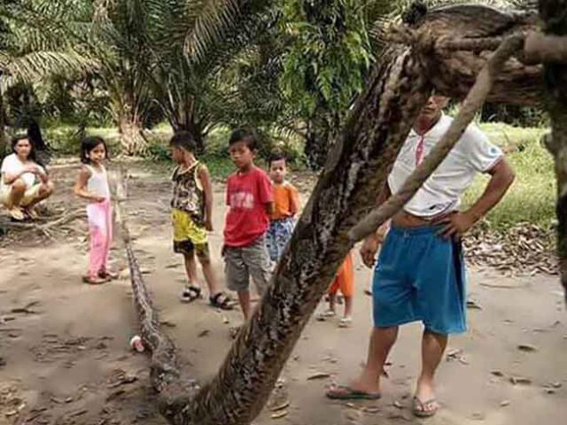Thế giới - Dân làng Indonesia "xử" xác trăn khổng lồ 7,8m thế nào?