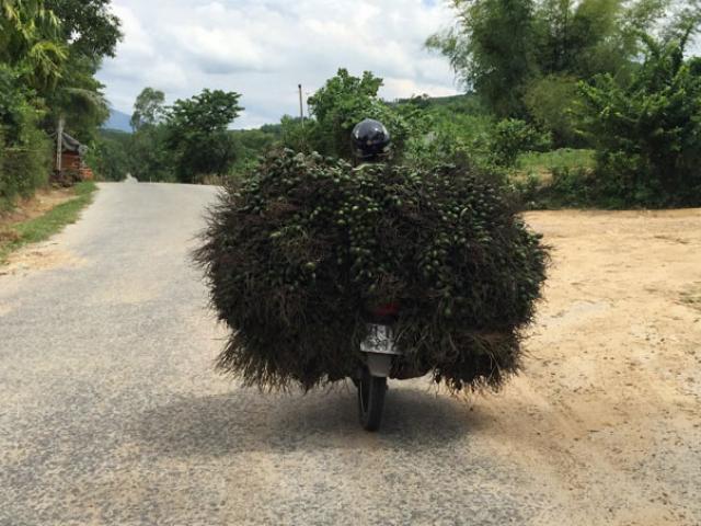 Thị trường - Tiêu dùng - Thị trường Trung Quốc "dở chứng", dân buôn cau mất tiền tỷ