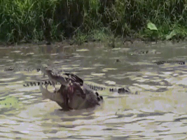 Thế giới - Video: Hãi hùng cảnh 23 con cá sấu cùng xé xác con bò