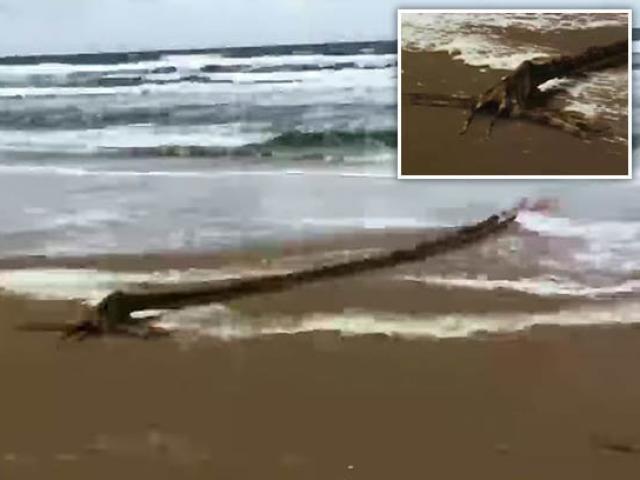 Phi thường - kỳ quặc - "Thủy quái" dài ngoằng bí ẩn dạt vào bờ biển Hà Lan