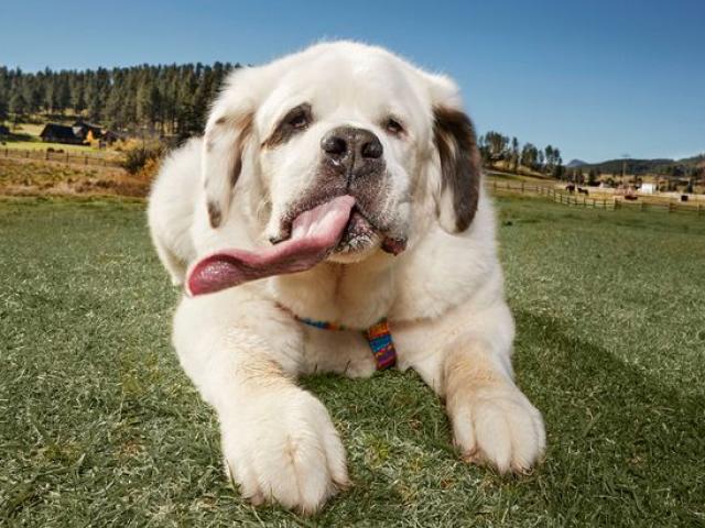 Chú chó có lưỡi dài "miên man", lập kỷ lục thế giới