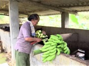 Thị trường - Tiêu dùng - Trung Quốc giảm thu mua, đẩy giá chuối rớt thảm