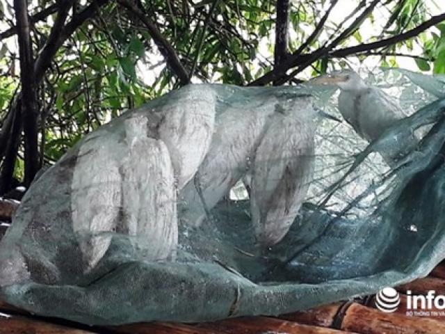 Tin tức trong ngày - Giăng "thiên la địa võng" tràn lan, tận diệt chim trời