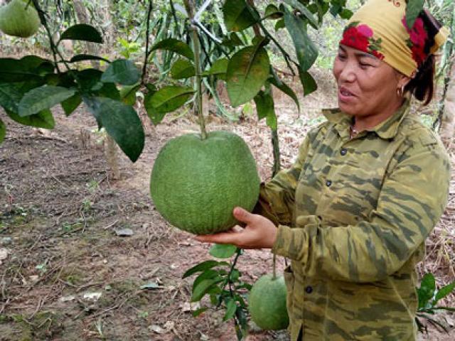 Thị trường - Tiêu dùng - Chỉ 8 cây bưởi ngọt "vô danh", thu 80 triệu/vụ