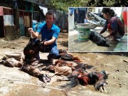 Tin tức trong ngày - TP.HCM: Rò rỉ khí độc, 4 người nhập viện, vật nuôi chết la liệt