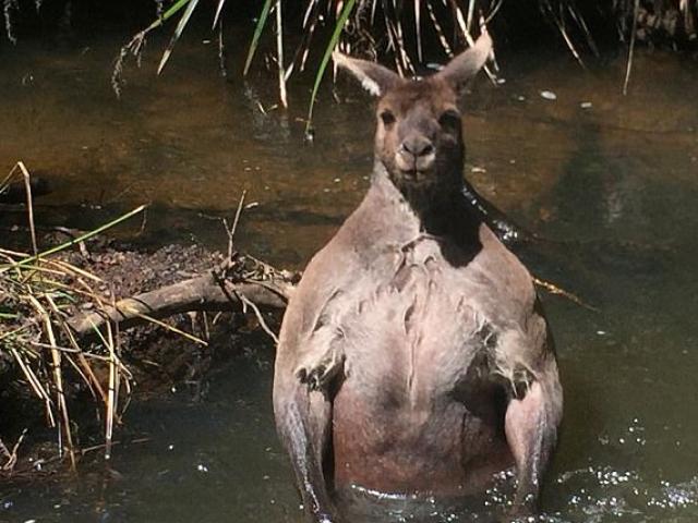 Phi thường - kỳ quặc - Chuột túi nổi tiếng vì đô con lực lưỡng dị thường