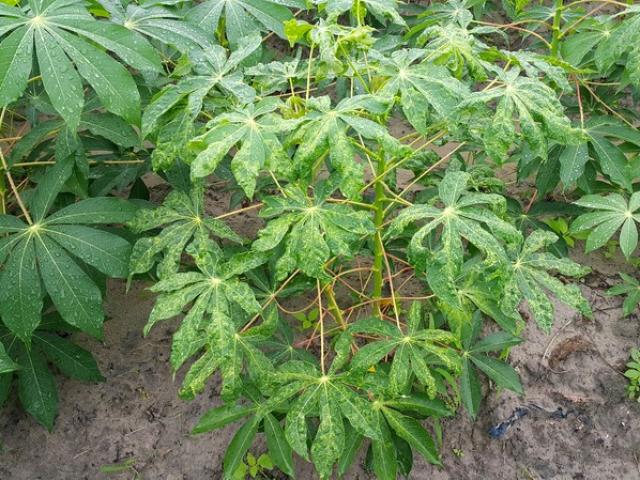 Thị trường - Tiêu dùng - Bệnh “lạ” hại sắn lan nhanh, giá sắn nguyên liệu tăng vọt