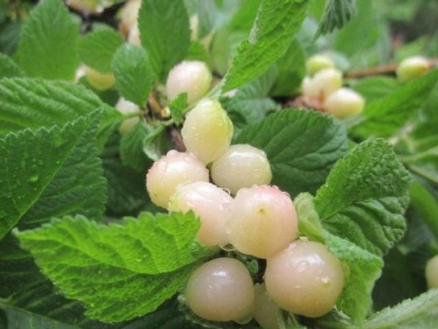 Thị trường - Tiêu dùng - Loại cherry lạ giống hệt ngọc trai, giá chỉ hơn 200 nghìn/kg