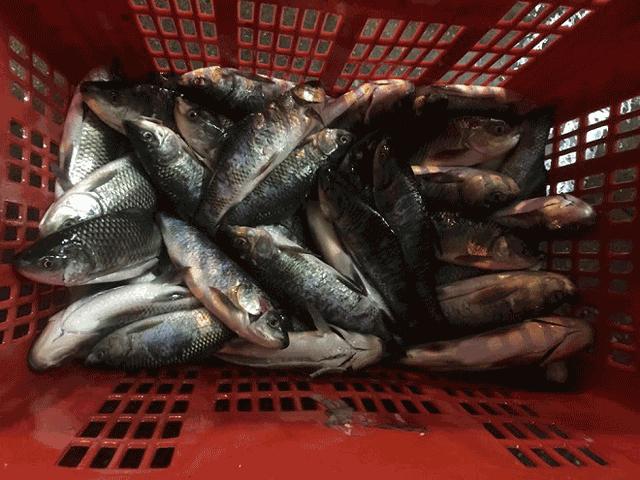 Tin tức trong ngày - Clip: Dân thành Nam đổ xô "thu hoạch" cá trên đường ngập