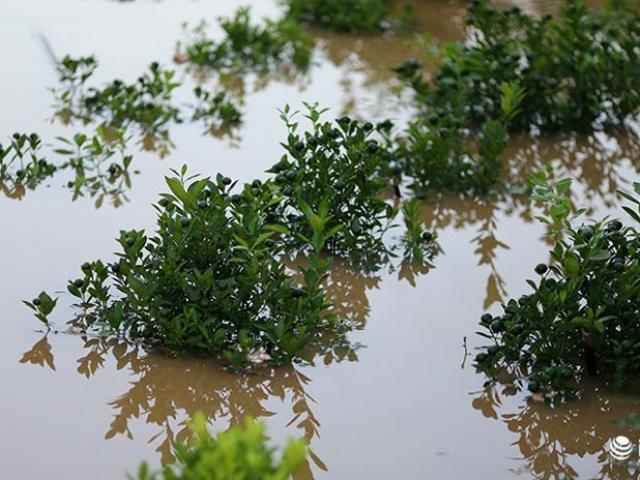 Thị trường - Tiêu dùng - Người trồng quất "méo mặt" vì nước sông Hồng dâng cao