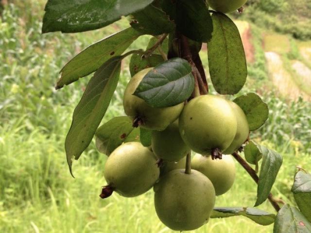 Thị trường - Tiêu dùng - Kỳ lạ loại quả vị chát xít, chua rùng răng mà ai cũng thích