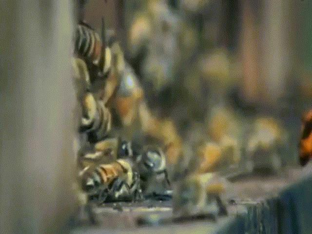 Thế giới - Video: 30 ong bắp cày thảm sát 3 vạn con ong trong 3 giờ