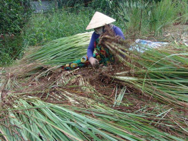 Thị trường - Tiêu dùng - Giá sả rớt kỷ lục còn 2.000 đồng/kg, nông dân đốt bỏ cả vườn