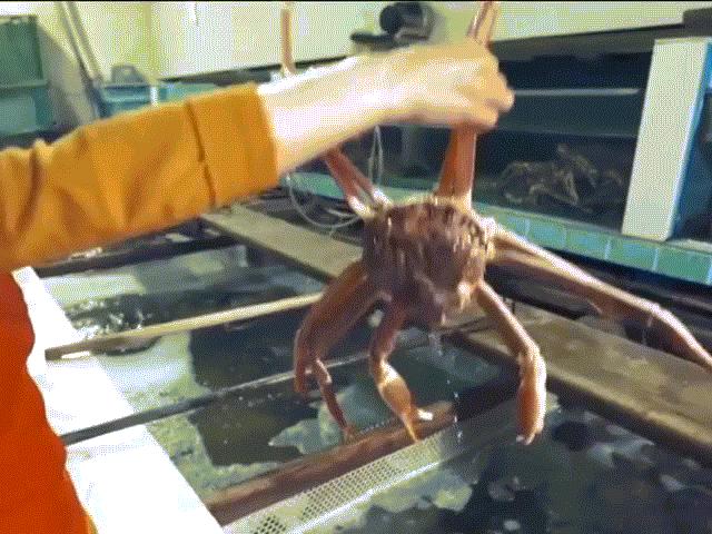 Thế giới - NÓNG nhất tuần: Cua khổng lồ Triều Tiên "thách thức" ông Trump