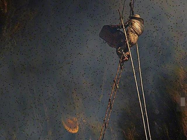 Tài chính - Bất động sản - Treo mình giữa vực sâu để tìm loại mật ong "đắt hơn vàng", 127 triệu đồng/kg