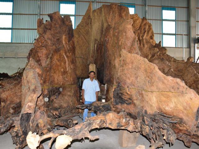 Tin tức trong ngày - "Báu vật" giá siêu khủng: Gốc bàng cổ kỳ bí 600 năm giá 35 tỷ đồng
