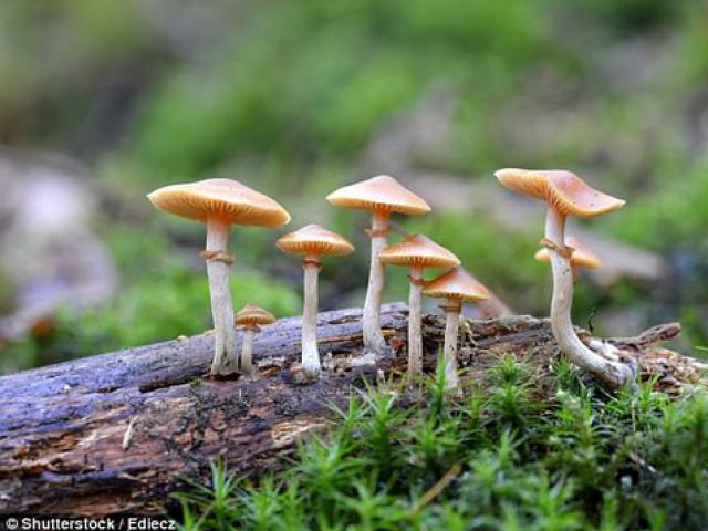 Sức khỏe đời sống - Nấm ma thuật: Từ độc dược thành thuốc "reset" não bộ