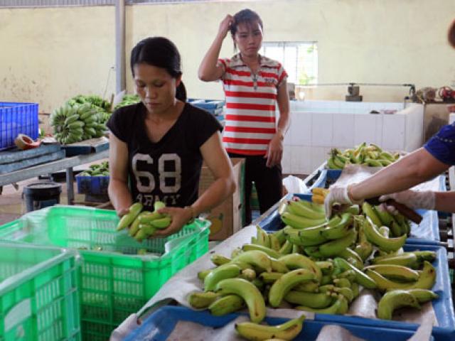 Thị trường - Tiêu dùng - Chỉ trồng chuối thôi, anh nông dân "bỗng" thành tỷ phú