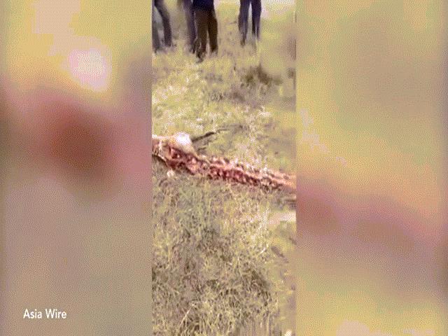 Video: Phát hiện bộ xương rồng khổng lồ dài 18m ở TQ?