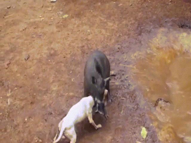 Thế giới - Video: Cảnh chó đại chiến lợn rừng đến chết ở Indonesia