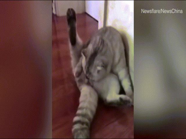 Phi thường - kỳ quặc - Mèo há hốc mồm thẫn thờ khi nhận ra mình đã bị thiến