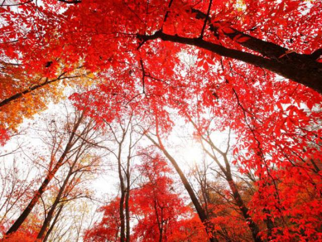 Du lịch - "Rụng tim" trước cảnh đẹp tựa xứ thần tiên khi trời vào thu ở Trung Quốc